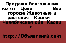 Продажа бенгальских котят › Цена ­ 20 000 - Все города Животные и растения » Кошки   . Челябинская обл.,Касли г.